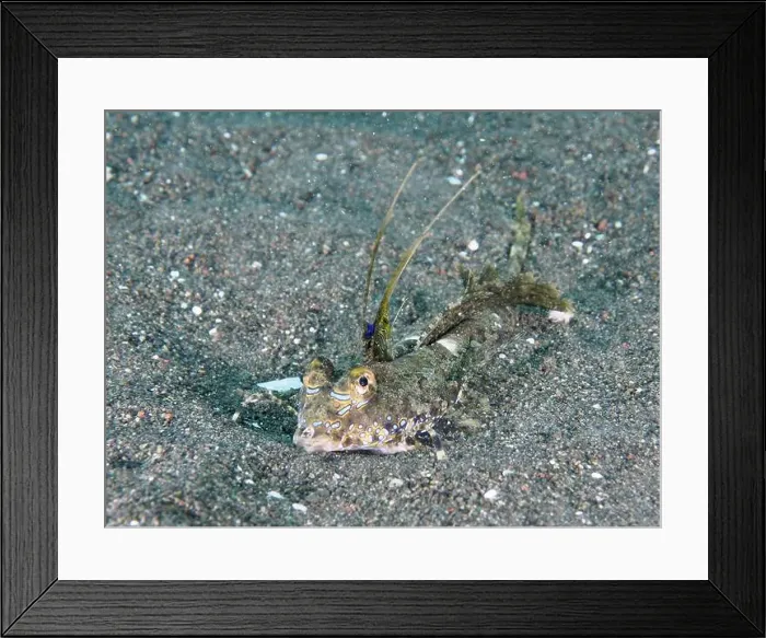 Framed Print : Finger lyrefish, giant lyrefish (Dactylopus dactylopus) in the sand Framed Print : Finger lyrefish, giant lyrefish (Dactylopus dactylopus) in the sand
