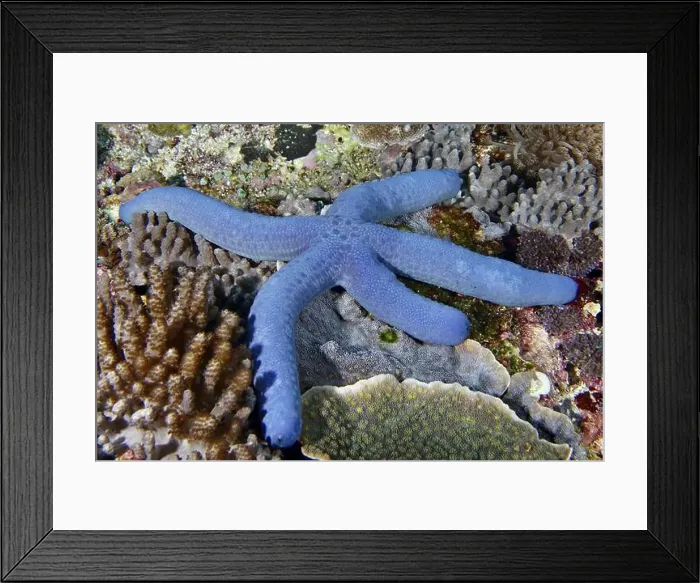 Framed Print : Enlarged view of a blue starfish (Linckia laevigata) on coral Framed Print : Enlarged view of a blue starfish (Linckia laevigata) on coral