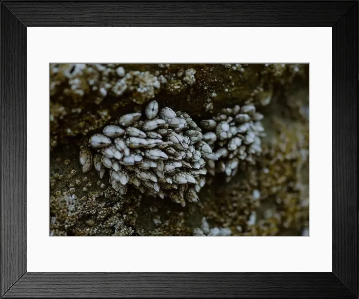 Framed Print : Close-up of clustered barnacles attached to a rocky surface Framed Print : Close-up of clustered barnacles attached to a rocky surface