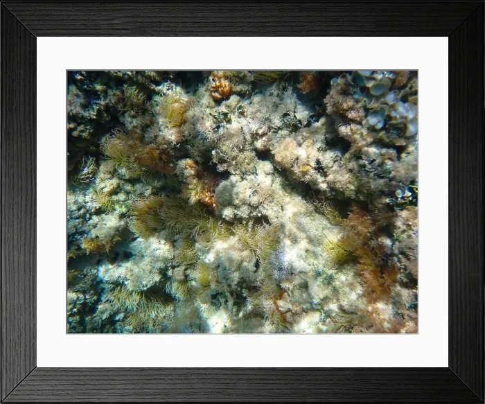 Framed Print : Underwater view at rocks overgrown with the sea anemone called Mediterranean Snakelocks anemone (Anemonia sulcata) Framed Print : Underwater view at rocks overgrown with the sea anemone called Mediterranean Snakelocks anemone (Anemonia sulcata)