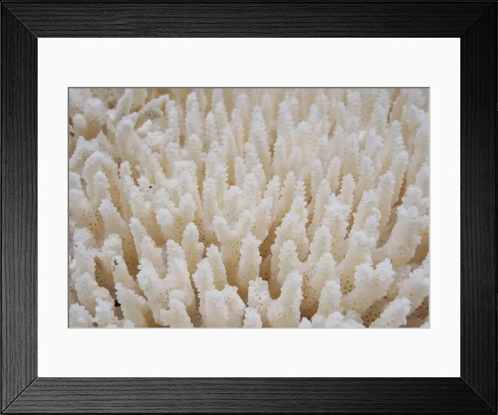 Framed Print : White coral in the sea. Close-up. Natural background