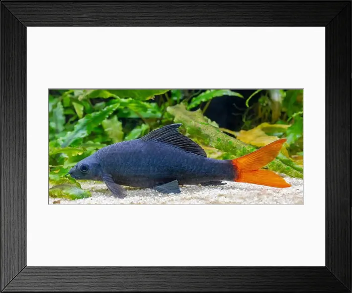 Framed Print : Close-up view of a Red-tailed black shark (Epalzeorhynchos bicolor) Framed Print : Close-up view of a Red-tailed black shark (Epalzeorhynchos bicolor)