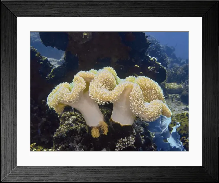 Framed Print : Close-up of undulating mushroom leather corals (Sarcophyton glaucum) in a blue underwater world Framed Print : Close-up of undulating mushroom leather corals (Sarcophyton glaucum) in a blue underwater world