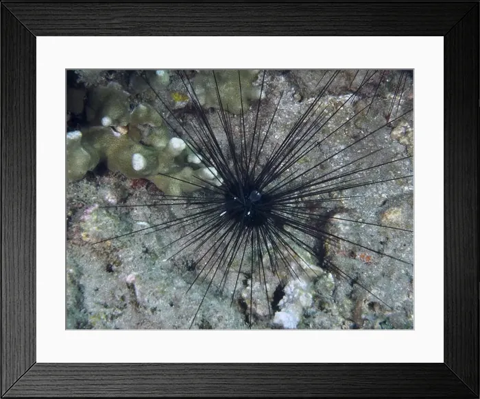 Framed Print : Arbacia lixula, Diadem sea urchin (Diadema setosum) Framed Print : Arbacia lixula, Diadem sea urchin (Diadema setosum)