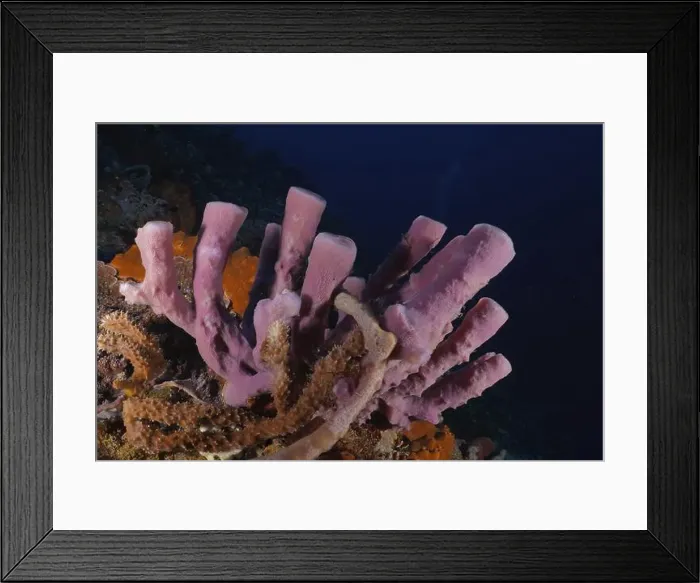 Framed Print : Purple big tube sponge (Haliclona (Reniera) fascigera) stands out in a colourful underwater landscape Framed Print : Purple big tube sponge (Haliclona (Reniera) fascigera) stands out in a colourful underwater landscape