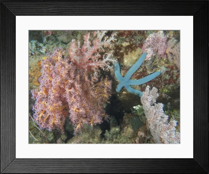 Framed Print : Blue starfish (blue Linckia laevigata) next to colourful soft corals under water Framed Print : Blue starfish (blue Linckia laevigata) next to colourful soft corals under water