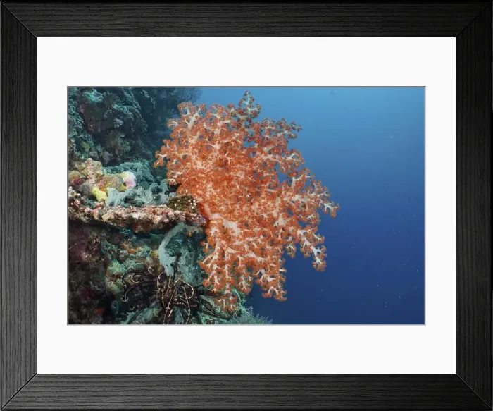 Framed Print : Bright orange coral, Klunzinger's tree coral (Dendronephthya klunzingeri)