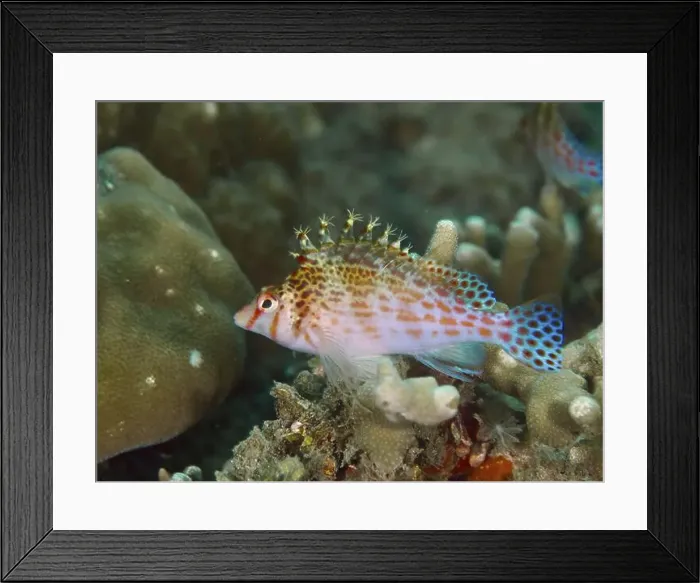 Framed Print : Colourful underwater photo with Dwarf Hawkfish (Cirrhitichthys falco) between corals Framed Print : Colourful underwater photo with Dwarf Hawkfish (Cirrhitichthys falco) between corals