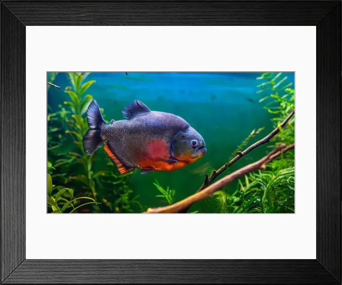 Framed Print : A single red-bellied piranha swims through a tank filled with green aquatic plants Framed Print : A single red-bellied piranha swims through a tank filled with green aquatic plants