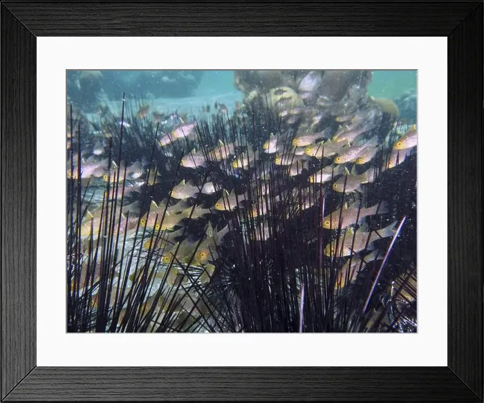 Framed Print : Underwater photo with fish, bannerfin cardinalfish (Ostorhinchus hoevenii) swimming between sea urchins Framed Print : Underwater photo with fish, bannerfin cardinalfish (Ostorhinchus hoevenii) swimming between sea urchins
