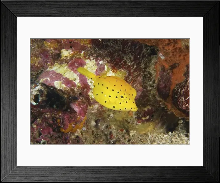 Framed Print : A yellow fish with black dots, yellow boxfish (Ostracion cubicus) juvenile Framed Print : A yellow fish with black dots, yellow boxfish (Ostracion cubicus) juvenile