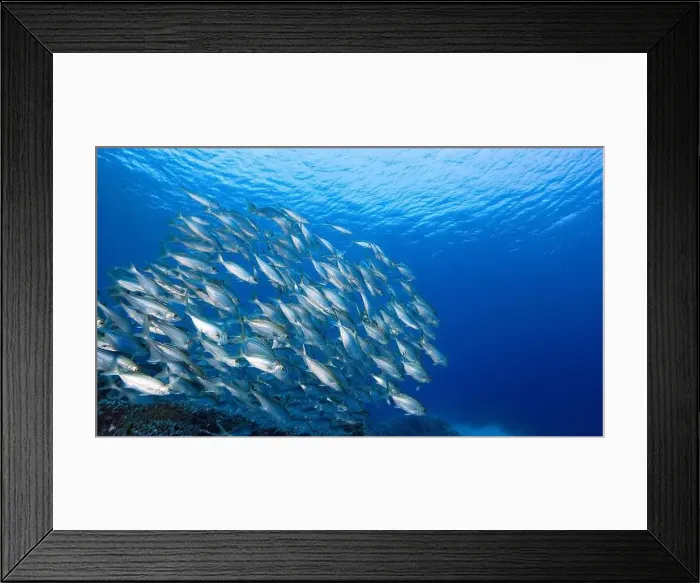Framed Print : A large school of small, silvery fish swim together in a tight formation in the blue ocean Framed Print : A large school of small, silvery fish swim together in a tight formation in the blue ocean