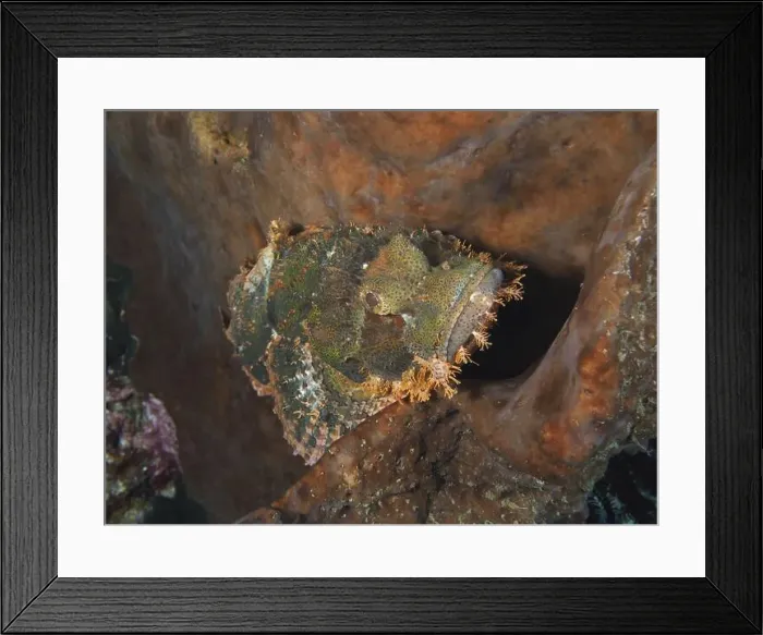 Framed Print : Colourful, camouflaged fringed scorpionfish (Scorpaenopsis oxycephalus) in a coral environment Framed Print : Colourful, camouflaged fringed scorpionfish (Scorpaenopsis oxycephalus) in a coral environment