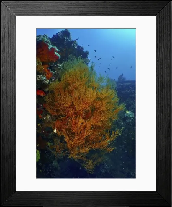 Framed Print : Orange-coloured Black coral (Antipathes dichotoma) and fish enliven a wreck in the deep blue ocean Framed Print : Orange-coloured Black coral (Antipathes dichotoma) and fish enliven a wreck in the deep blue ocean