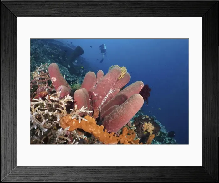 Framed Print : Large Brown tube sponge (Porifera) in an underwater landscape Framed Print : Large Brown tube sponge (Porifera) in an underwater landscape