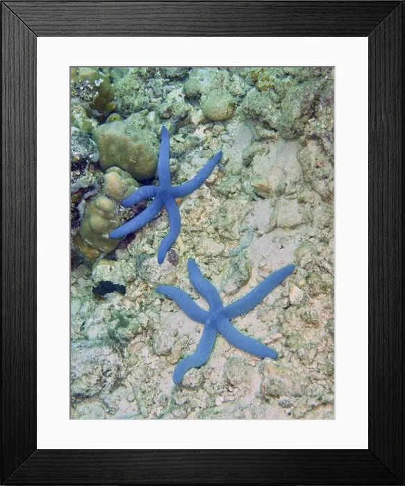 Framed Print : Two blue starfish (blue Linckia laevigata) on sandy seabed Framed Print : Two blue starfish (blue Linckia laevigata) on sandy seabed