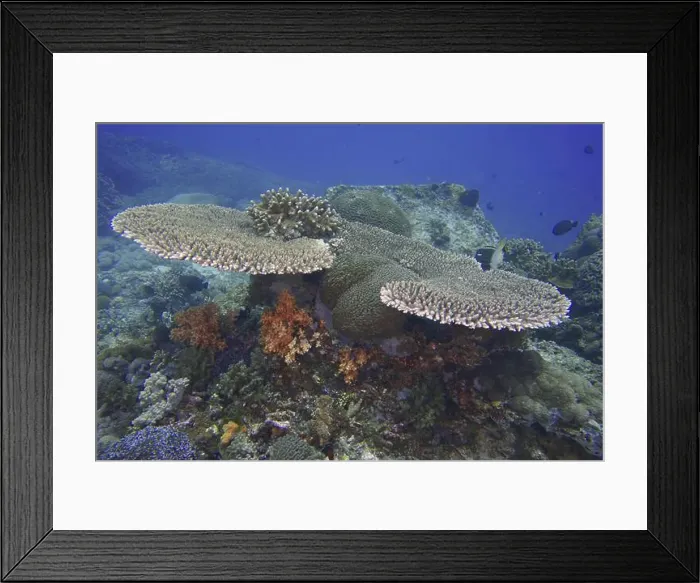 Framed Print : Hyacinth Table Coral (Acropora hyacinthus) with colourful soft corals Framed Print : Hyacinth Table Coral (Acropora hyacinthus) with colourful soft corals