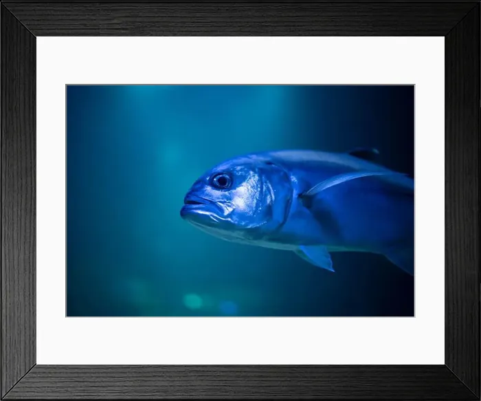 Framed Print : Caranx underwater in an aquarium. Caranx close-up Framed Print : Caranx underwater in an aquarium. Caranx close-up