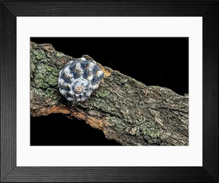 Framed Print : A close-up of a small, blue, spiky seashell resting on a piece of driftwood Framed Print : A close-up of a small, blue, spiky seashell resting on a piece of driftwood