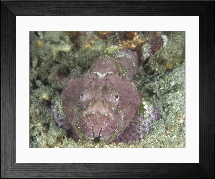 Framed Print : A humpback scorpionfish (Scorpaenopsis diabolus) lying on a rocky seabed Framed Print : A humpback scorpionfish (Scorpaenopsis diabolus) lying on a rocky seabed