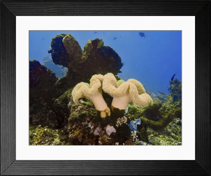 Framed Print : Underwater scene with mushroom leather coral (Sarcophyton glaucum) and marine plants against a blue background Framed Print : Underwater scene with mushroom leather coral (Sarcophyton glaucum) and marine plants against a blue background
