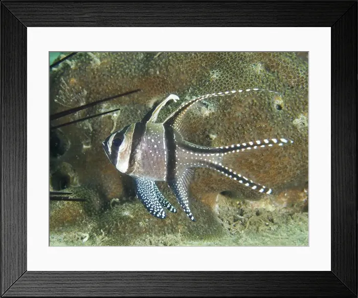 Framed Print : A striped Banggai cardinalfish (Pterapogon kauderni) with elegant fins in front of a coral reef Framed Print : A striped Banggai cardinalfish (Pterapogon kauderni) with elegant fins in front of a coral reef