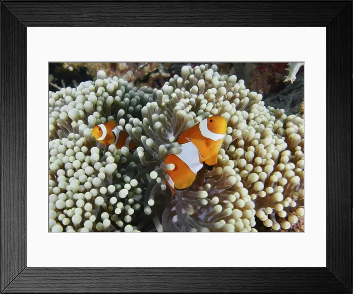 Framed Print : Two Ocellaris Clownfish (Amphiprion ocellaris) in a sea anemone Framed Print : Two Ocellaris Clownfish (Amphiprion ocellaris) in a sea anemone