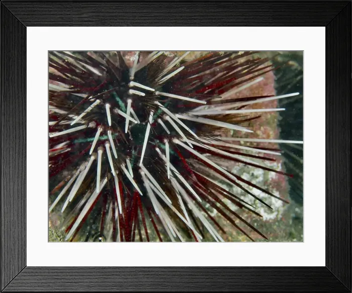Framed Print : Close-up of a red and white sea urchin with strong spines Framed Print : Close-up of a red and white sea urchin with strong spines
