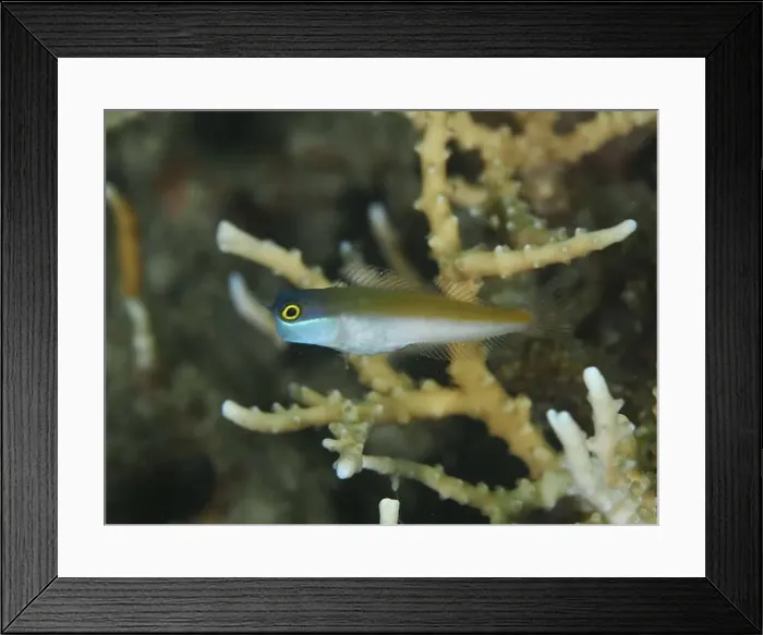 Framed Print : A bluehead blenny (Ecsenius ops) Framed Print : A bluehead blenny (Ecsenius ops)