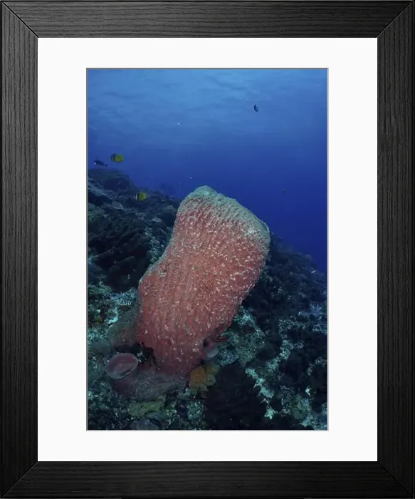 Framed Print : Barrel sponge, barrel sponge (Xestospongia testudinaria) protruding from the underwater vegetation Framed Print : Barrel sponge, barrel sponge (Xestospongia testudinaria) protruding from the underwater vegetation
