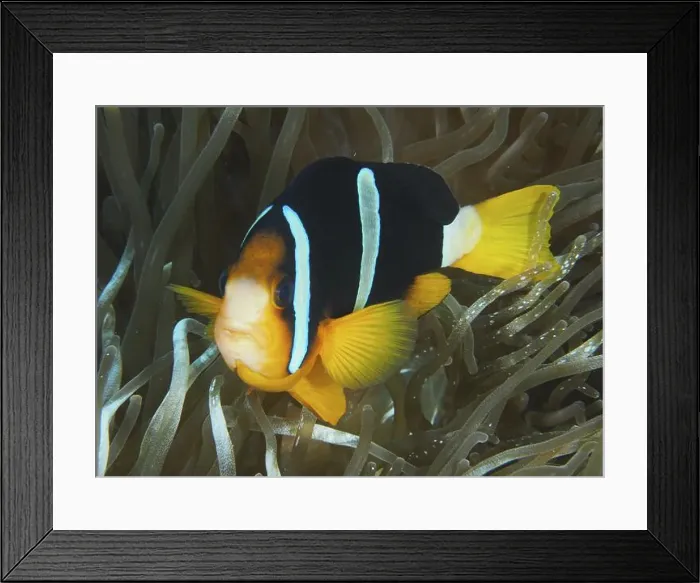 Framed Print : A clownfish of black and orange colour Framed Print : A clownfish of black and orange colour