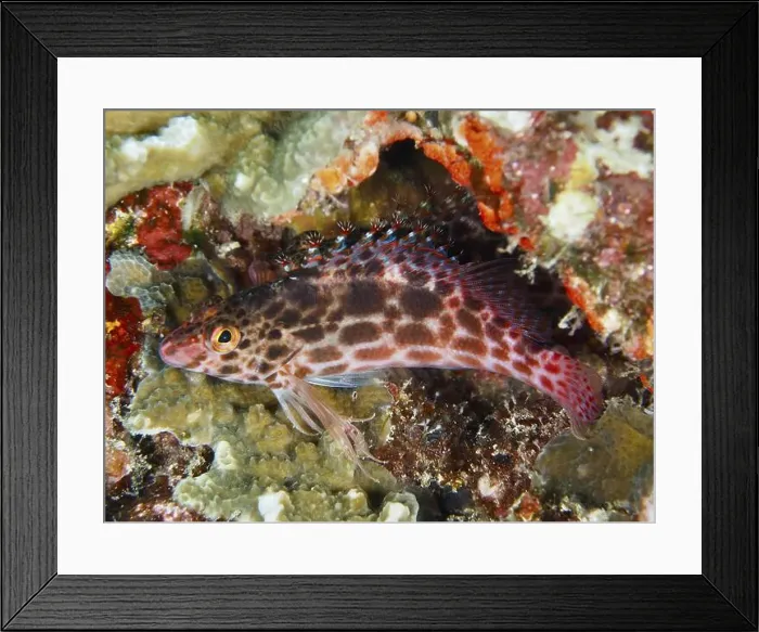 Framed Print : A patterned Coral hawkfish (Cirrhitichthys oxycephalus) hides among colourful corals in the sea Framed Print : A patterned Coral hawkfish (Cirrhitichthys oxycephalus) hides among colourful corals in the sea