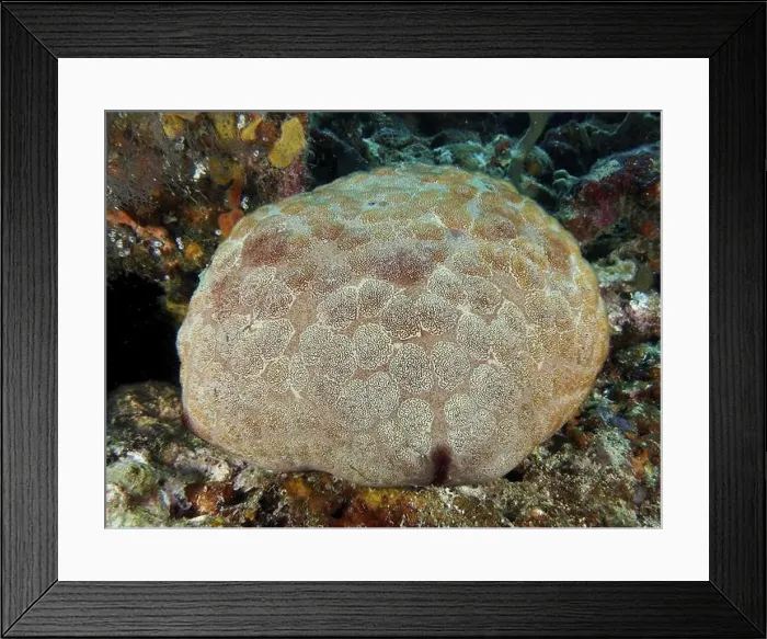 Framed Print : Large cushion starfish (Culcita novaeguineae) with detailed pattern on a rocky seabed Framed Print : Large cushion starfish (Culcita novaeguineae) with detailed pattern on a rocky seabed