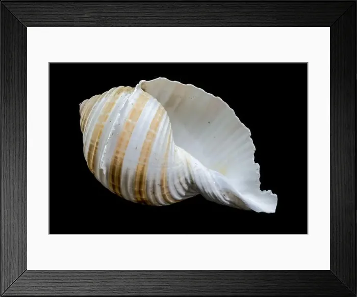 Framed Print : A close-up of a striped seashell with a glossy surface and intricate patterns, set against a stark black background Framed Print : A close-up of a striped seashell with a glossy surface and intricate patterns, set against a stark black background