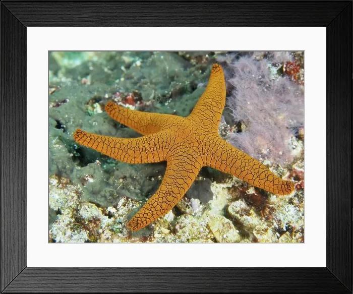 Framed Print : Orange Indian starfish (Fromia indica) with distinctive pattern on a coral reef Framed Print : Orange Indian starfish (Fromia indica) with distinctive pattern on a coral reef