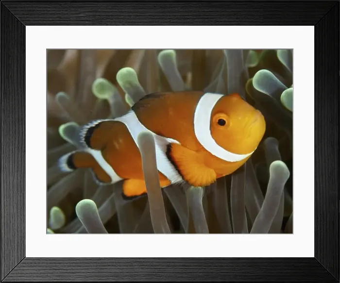 Framed Print : Close-up of an orange-white Ocellaris Clownfish (Amphiprion ocellaris) in a sea anemone Framed Print : Close-up of an orange-white Ocellaris Clownfish (Amphiprion ocellaris) in a sea anemone