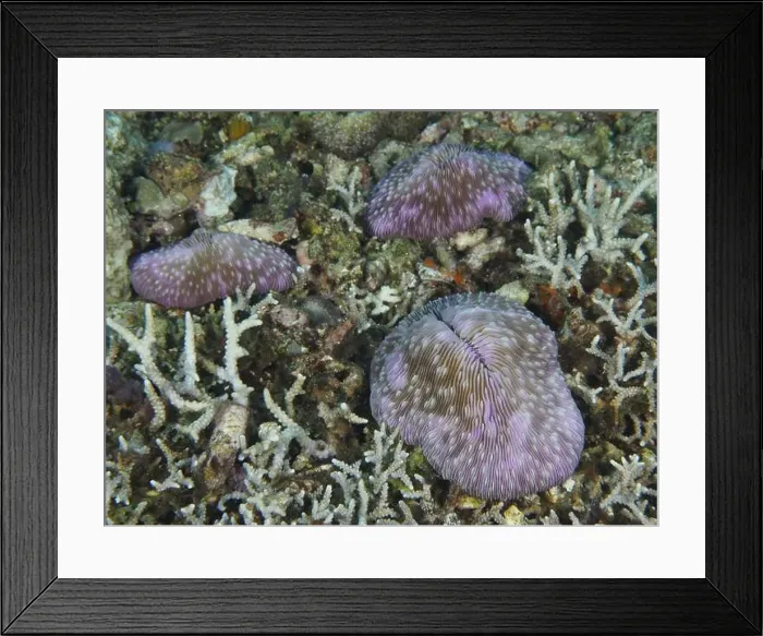 Framed Print : Purple coloured mushroom corals (Fungia fungites) scattered on a seabed Framed Print : Purple coloured mushroom corals (Fungia fungites) scattered on a seabed