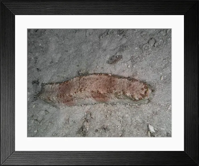 Framed Print : Box sea cucumber (Thelenota anax) on a sandy seabed, dive site Close Encounters, Permuteran, Bali, Indonesia, Asia Framed Print : Box sea cucumber (Thelenota anax) on a sandy seabed, dive site Close Encounters, Permuteran, Bali, Indonesia, Asia