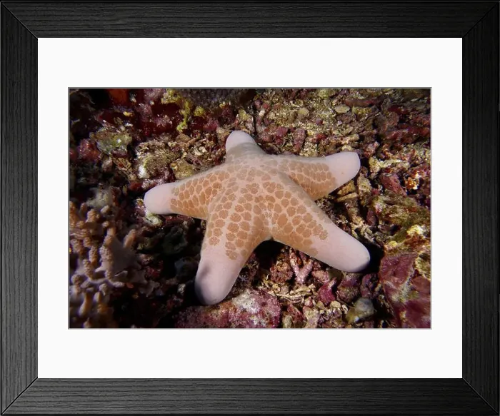 Framed Print : Granulated roller star (Choriaster granulatus) lies on coral-covered seabed