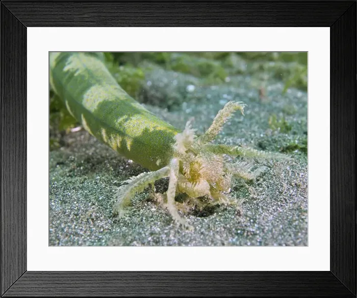 Framed Print : Close-up of the mouth of a Feather mouth sea cucumber (Synapta maculata) in the sandy substrate under water Framed Print : Close-up of the mouth of a Feather mouth sea cucumber (Synapta maculata) in the sandy substrate under water