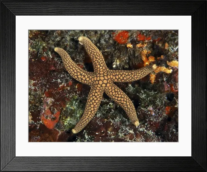 Framed Print : Starfish with dot pattern, New Caledonia starfish Framed Print : Starfish with dot pattern, New Caledonia starfish