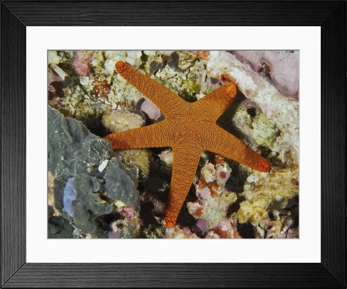 Framed Print : Bright orange-coloured Indian starfish (Fromia indica) with a striking pattern on a coral reef Framed Print : Bright orange-coloured Indian starfish (Fromia indica) with a striking pattern on a coral reef