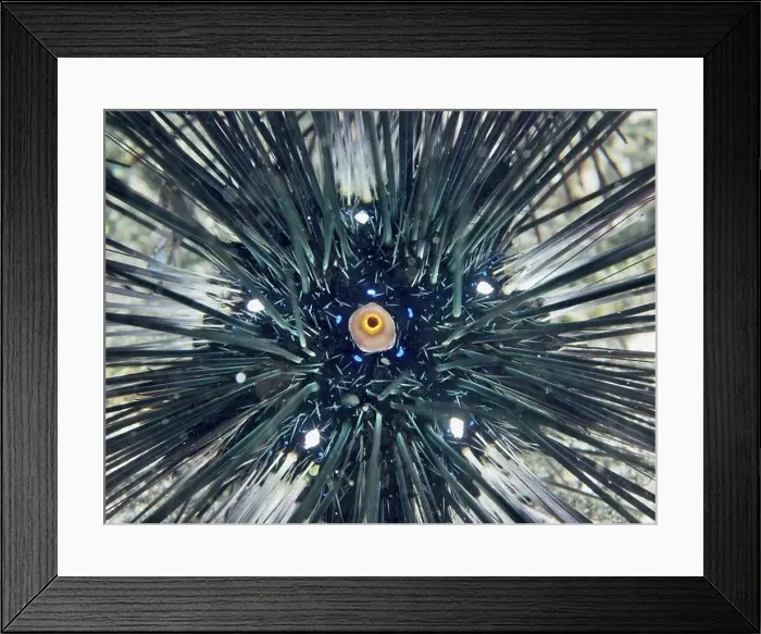 Framed Print : Close-up of a sea urchin with long black spines and central eye Framed Print : Close-up of a sea urchin with long black spines and central eye
