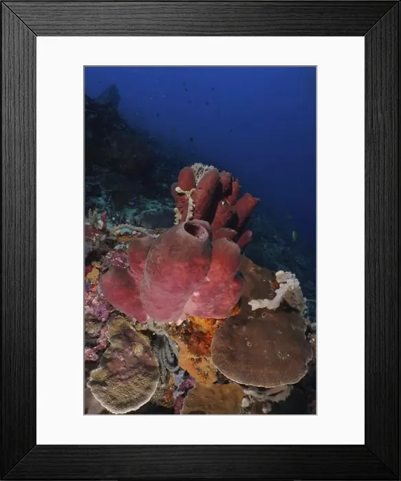 Framed Print : Large Brown tube sponge (Porifera) in a colourful underwater world Framed Print : Large Brown tube sponge (Porifera) in a colourful underwater world