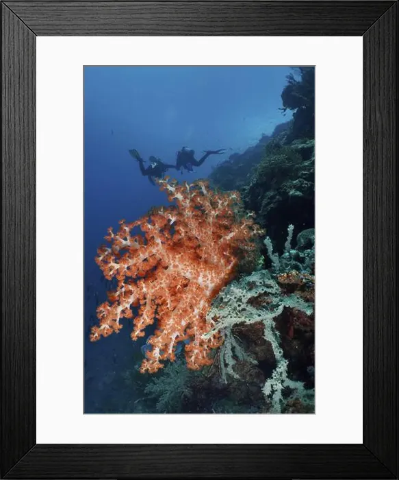 Framed Print : Klunzinger's tree coral (Dendronephthya klunzingeri) in the colourful reef Framed Print : Klunzinger's tree coral (Dendronephthya klunzingeri) in the colourful reef