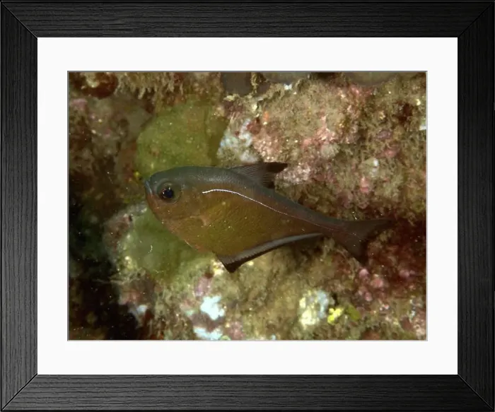 Framed Print : A brown hatchetfish (Pempheris adusta) Framed Print : A brown hatchetfish (Pempheris adusta)