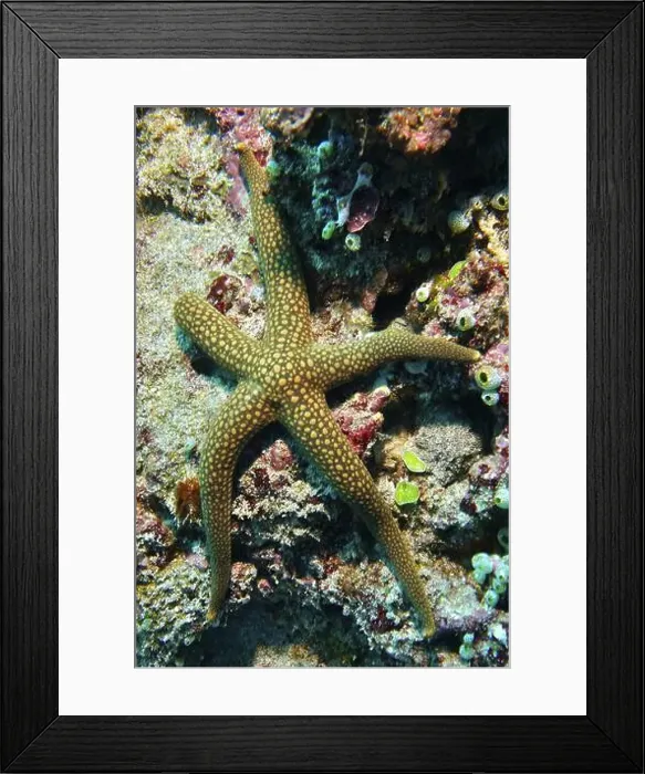 Framed Print : Spotted starfish, New Caledonian starfish Framed Print : Spotted starfish, New Caledonian starfish