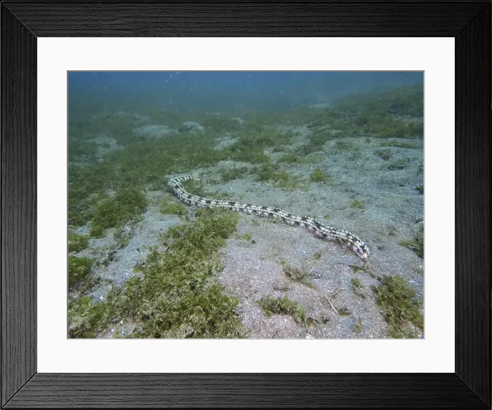 Framed Print : A long Feather mouth sea cucumber (Synapta maculata) stretches across the sandy seabed Framed Print : A long Feather mouth sea cucumber (Synapta maculata) stretches across the sandy seabed