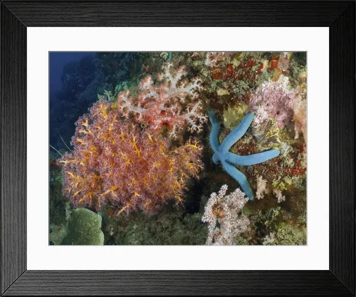 Framed Print : Colourful coral reef with blue starfish (blue Linckia laevigata) in the sea Framed Print : Colourful coral reef with blue starfish (blue Linckia laevigata) in the sea