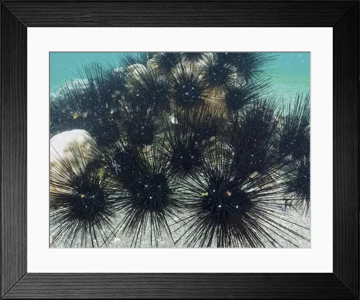 Framed Print : Arbacia lixula with long spines Framed Print : Arbacia lixula with long spines